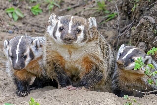 A family of badgers, which are listed as endangered in B.C. are curious of onlooker Ivan Hardwick, who spent a lot of time and patience capturing this image near Horsefly. (Ivan Harwick photo) 