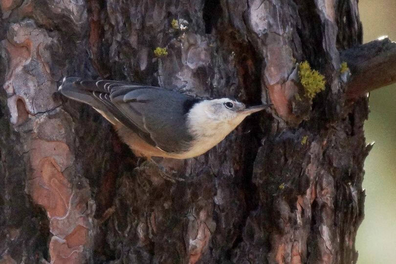 Christmas Bird Count highlights are in from Chilliwack, Harrison