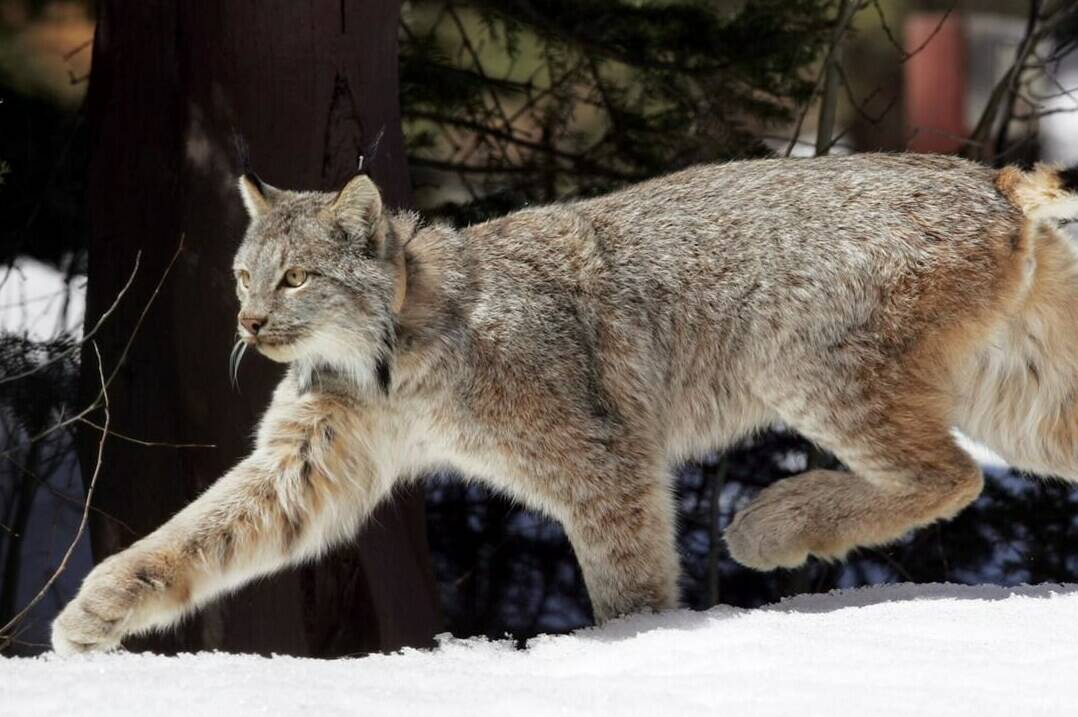 Leaps and Bounds Winter is Here-Lynx - Yukon Wildlife Preserve