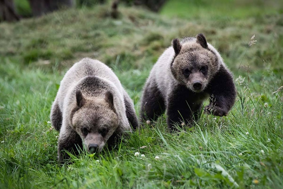 web1_220510-bpd-bearcubskilled_1