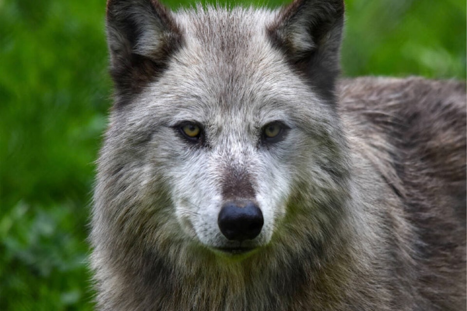 Greater Vancouver Zoo online image of grey wolf at the zoo. (Screengrab of Greater Vancouver Zoo website) 