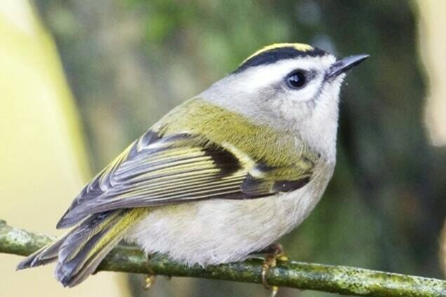 web1_230112-pan-bird-count-numbers-in-john-gordon-photos_2