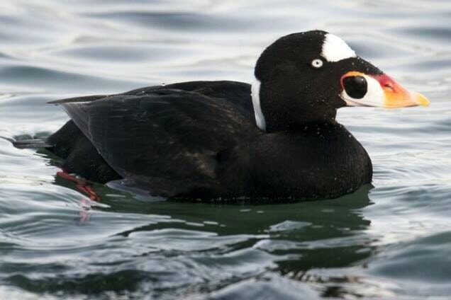 web1_230112-pan-bird-count-numbers-in-john-gordon-photos_3