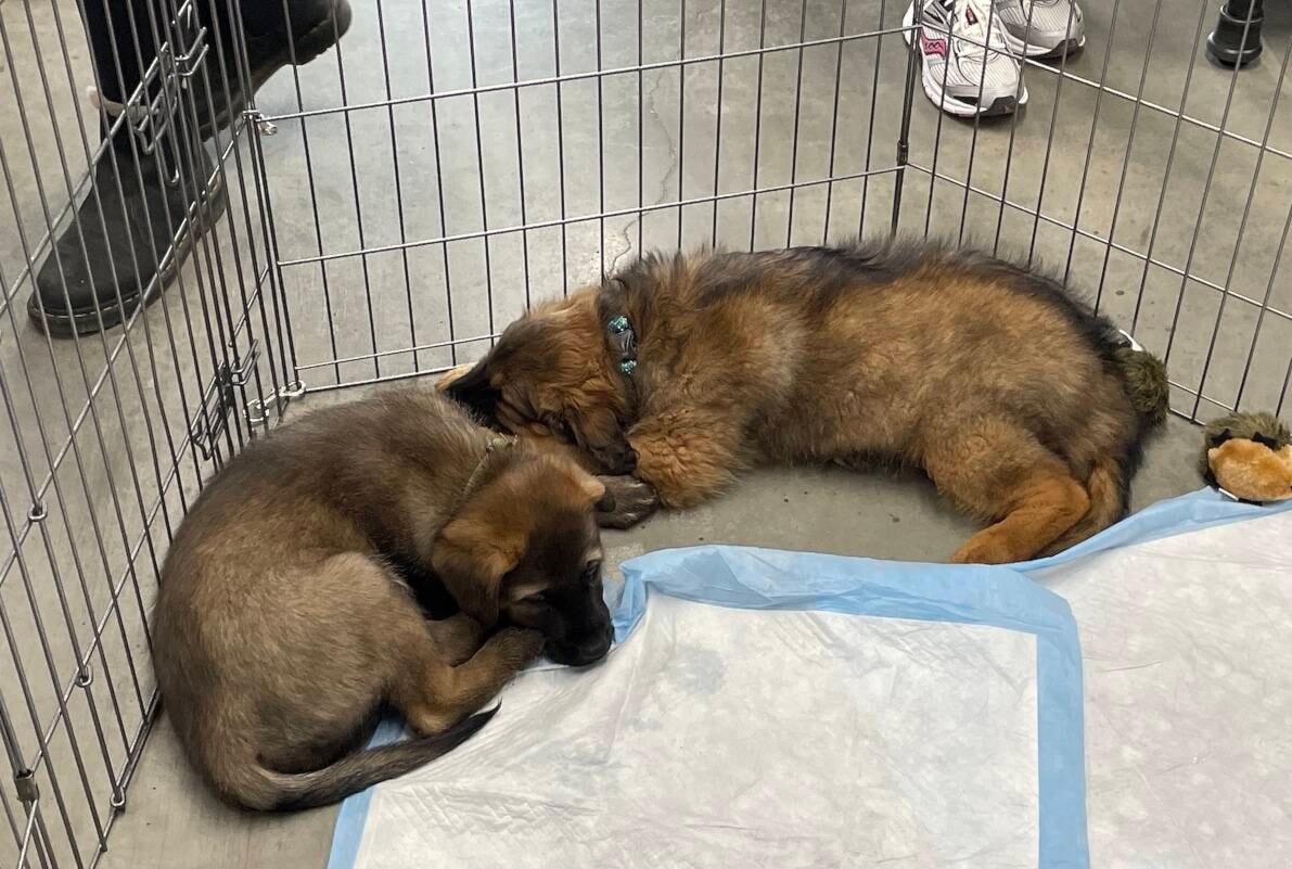 Okanagan dog rescue spreads paw-sitivity during influx of animals