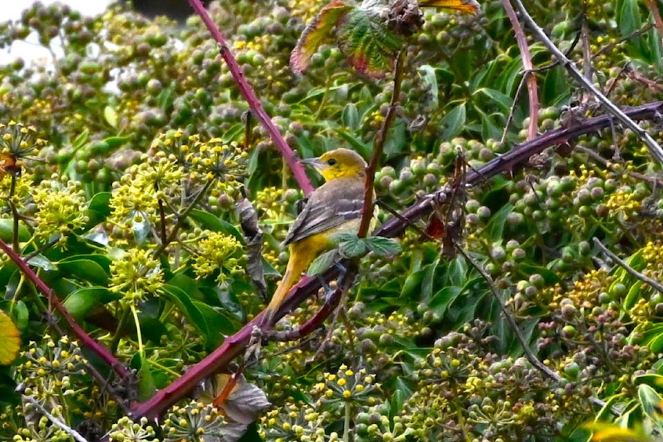 web1_231106-obn-megararebird-geoffreynewell_1