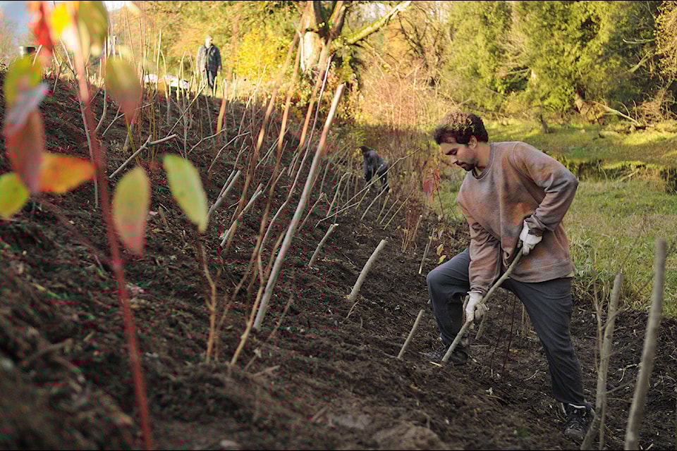 Hugo Pessoa with Quillicum Environmental Services ensures that willow branches have been pushed far enough into the ground so they can root during a restoration project along the Hope Slough at a Camp River Road property on Thursday, Nov. 16, 2023. (Jenna Hauck/ Chilliwack Progress) 