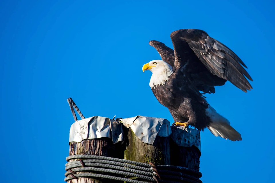 web1_231201-aho-bald-eagles-eagles_1