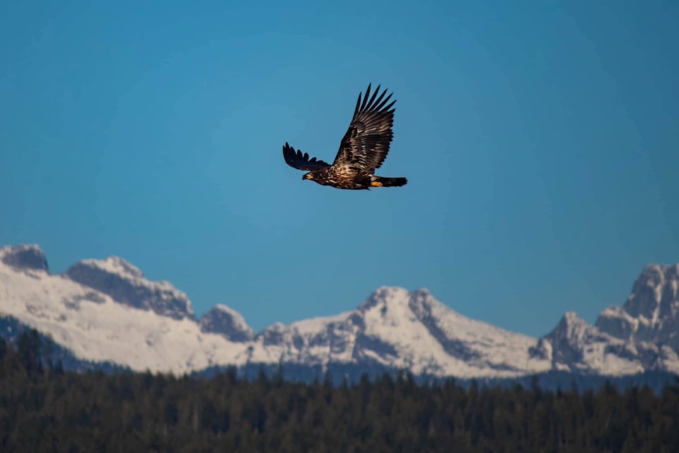 web1_231201-aho-bald-eagles-eagles_4