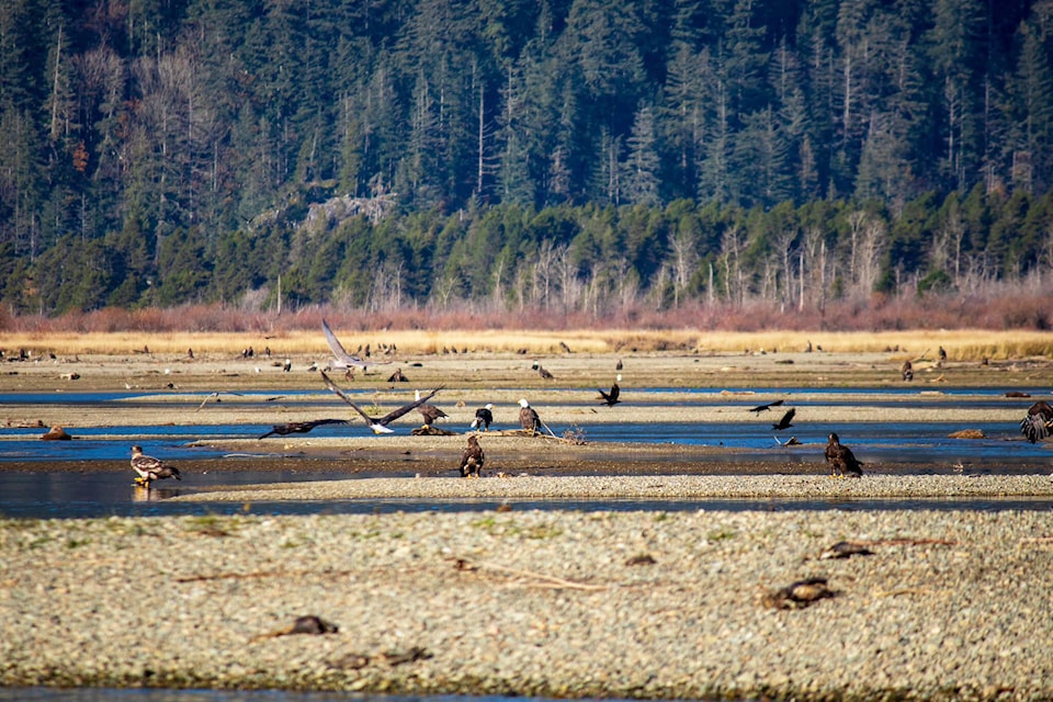 web1_231201-aho-bald-eagles-eagles_5