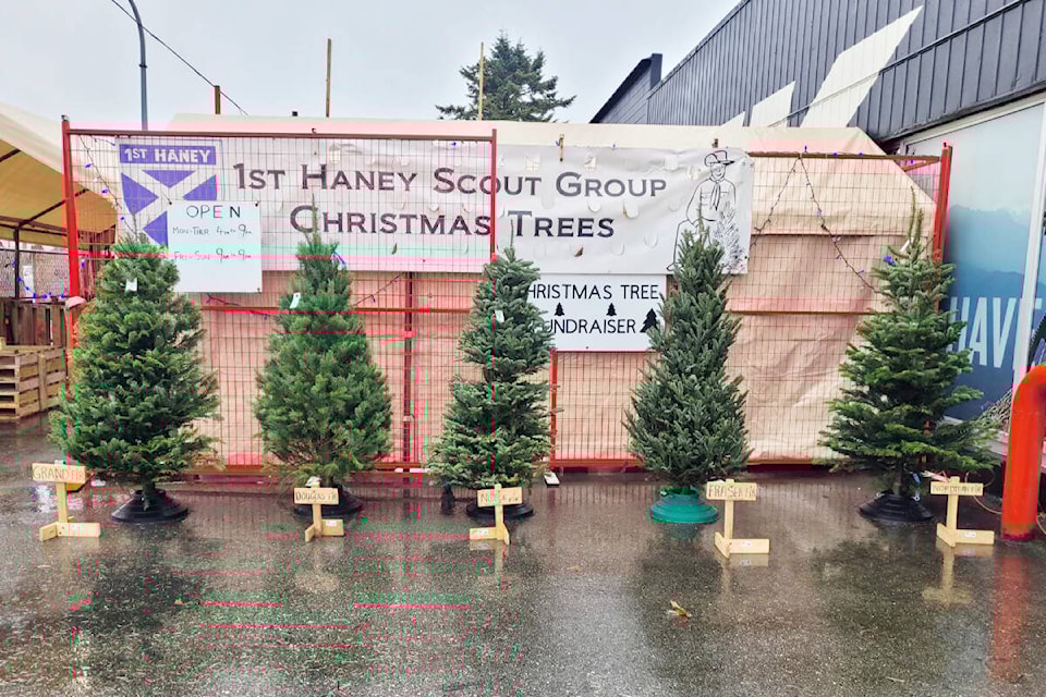web1_231205-mrn-cf-scouts-christmas-trees_1