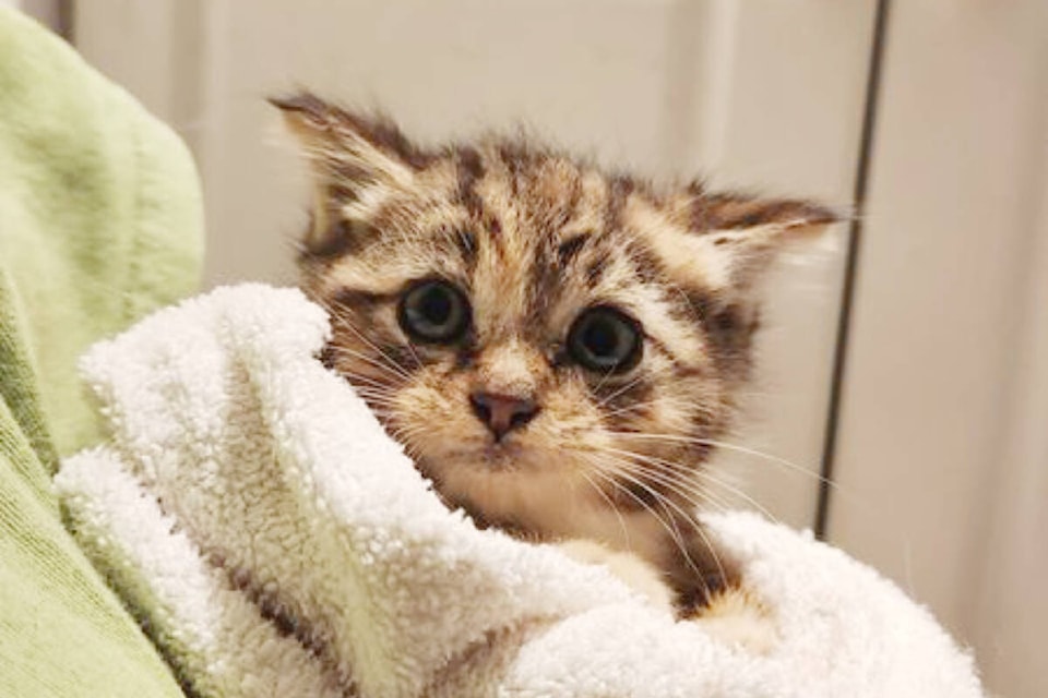 Four kittens were rescued this week from the trash by workers at Bings Creek transfer station. (Submitted photo) 