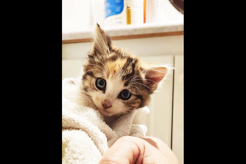 Valley cats cat 2024 and kitten rescue