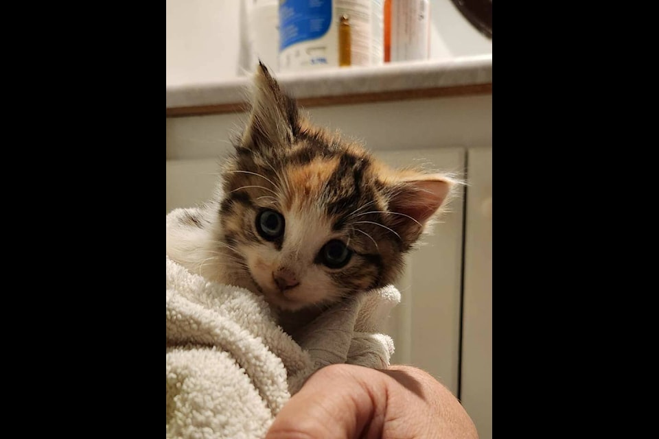 Free kittens okanagan cheap