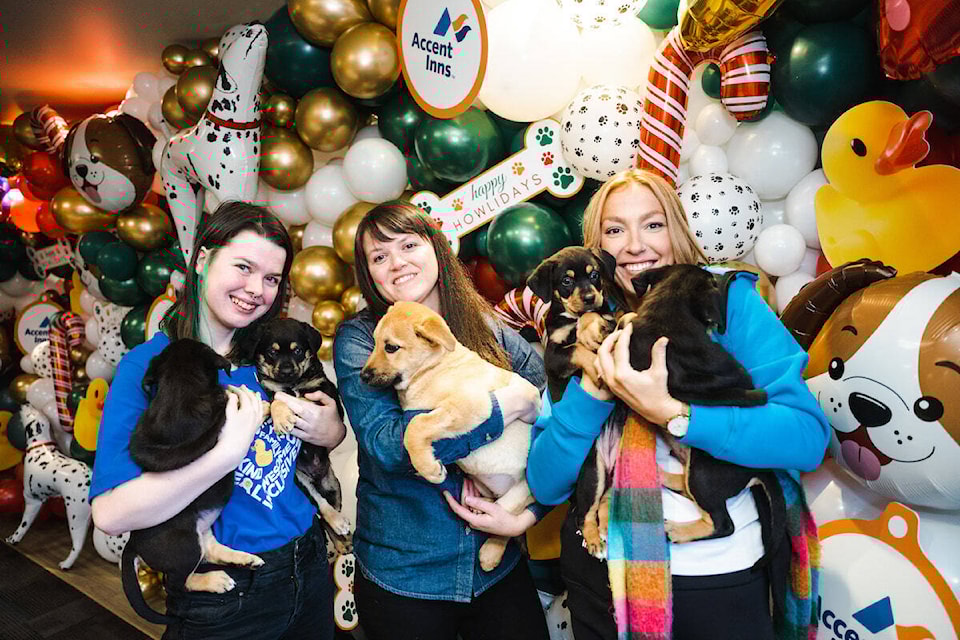 web1_231207-kcn-puppiesathotels-bvcs_1