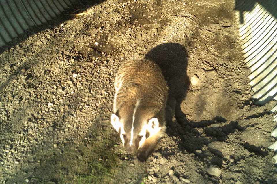 web1_231207-omh-badger-habitat-_1