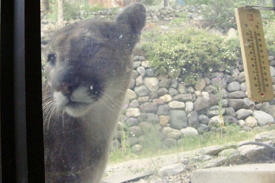 Cougars are the focus of some research taking place in the Chilcotin to look at large predator-prey dynamics. This cougar was photographed in the Williams Lake area, near a home by a resident, not as part of the study. (Jim Hilton photo) 