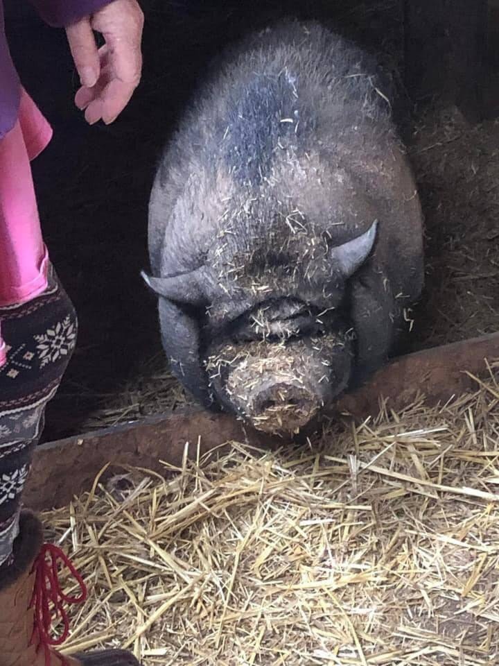 web1_231212-cdt-rescued-pig-barbara-gold-creek-cranbrook-2023_1