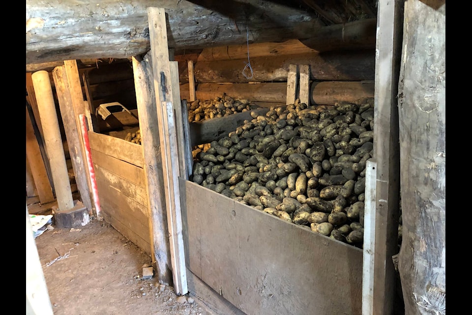Cariboo Potatoes stored in the a storage shed in the Horse Lake Farm Co-Op. (Photo submitted) 