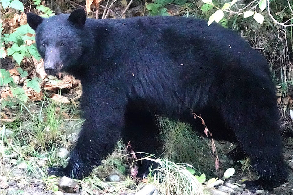 Unsecured garbage and compost fuel surge in bear sightings in Sooke -  Parksville Qualicum Beach News