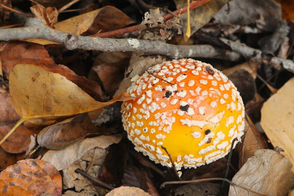 David Clements shared some of the pictures of various fungus he spotted during the BioBlitz back in October. (Special to ) 