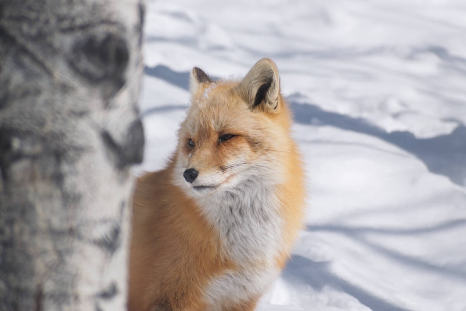 A red fox has snow on its head at the Yukon Wildlife Preserve on April 10, 2022. (Dana Hatherly/Yukon News) 