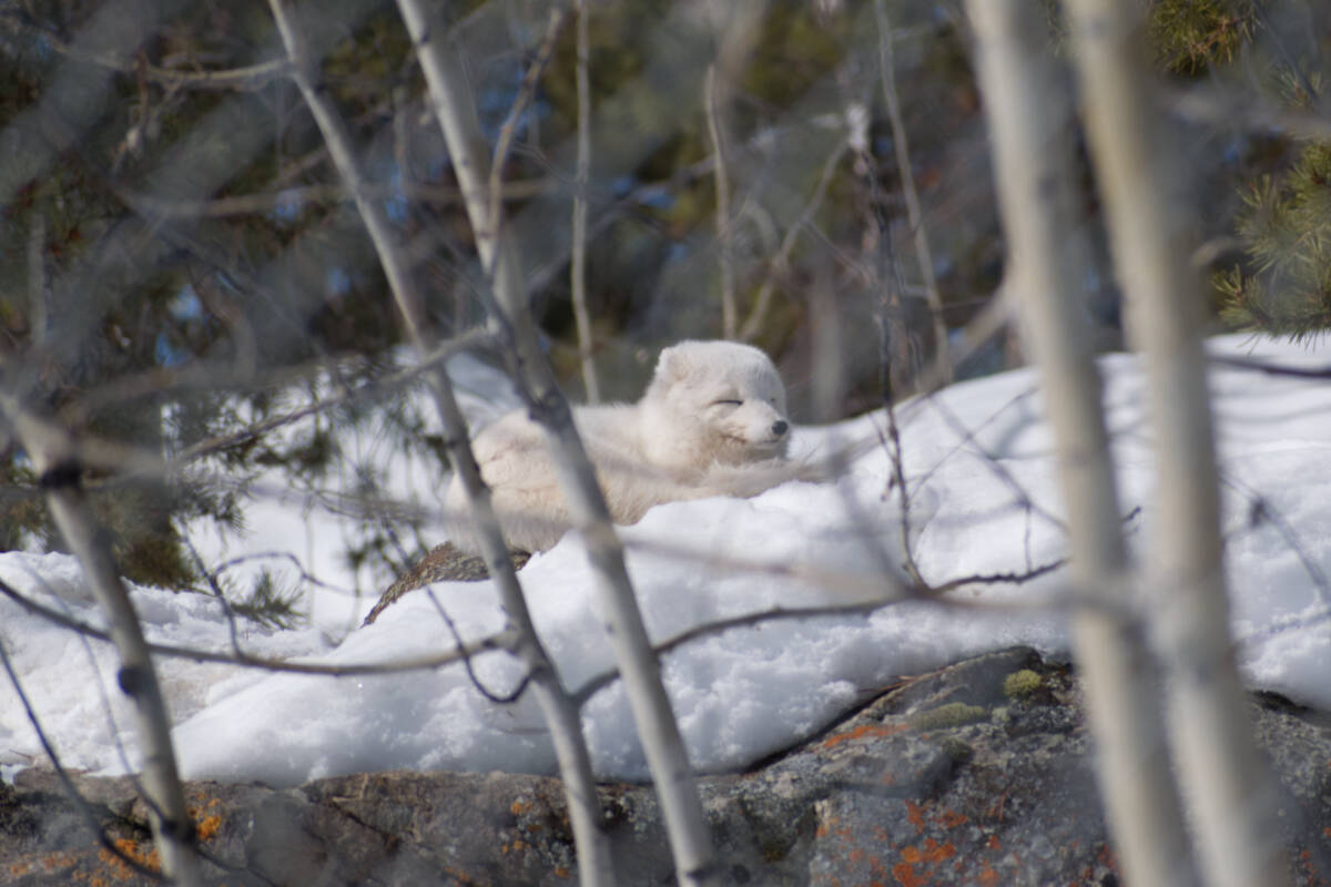 Arctic Fox Passes Away - Yukon Wildlife Preserve