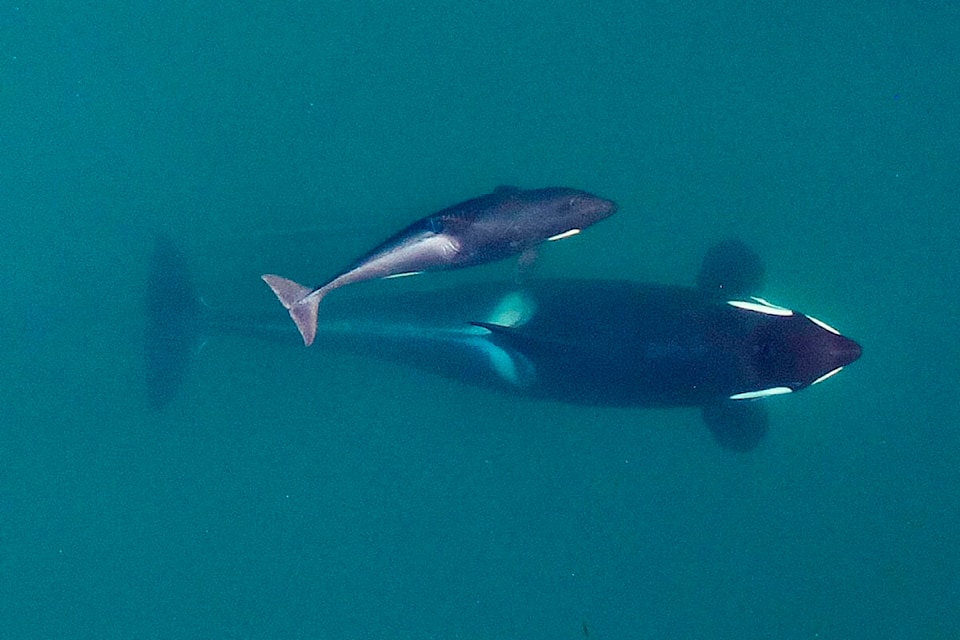 web1_231219-bpd-toxins-whales_2