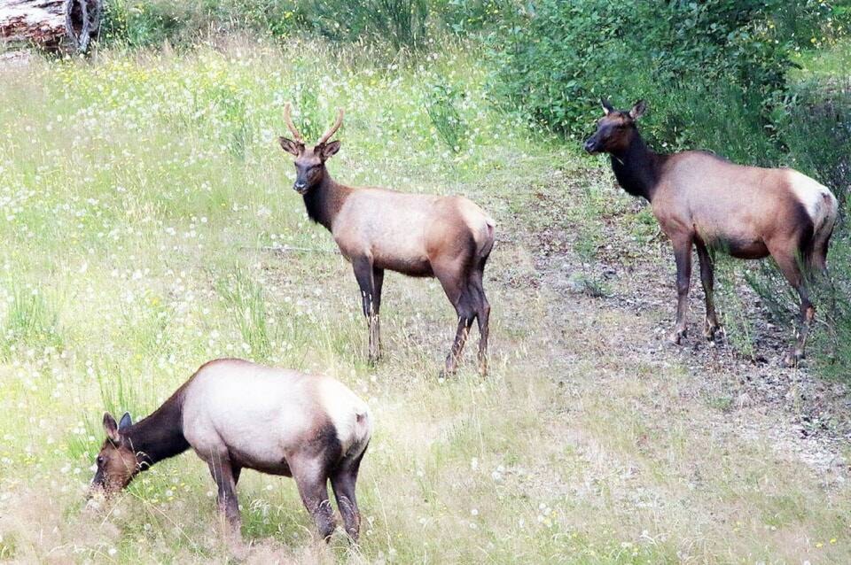 web1_231221-lco-elk-poaching-picture_1