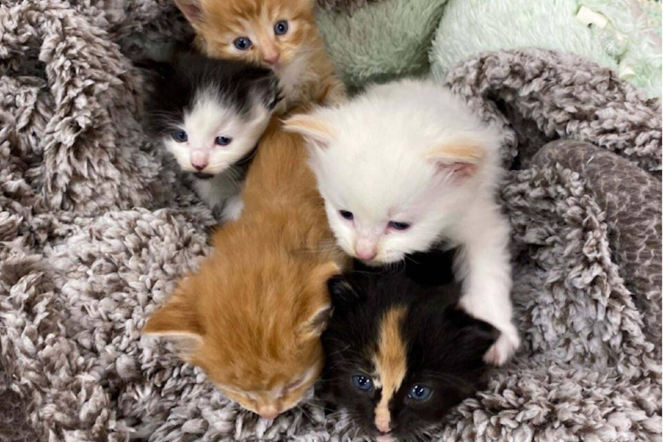 Five kittens were abandoned at the front door of BC SPCA Victoria animal centre (Courtesy of BC SPCA Victoria) 