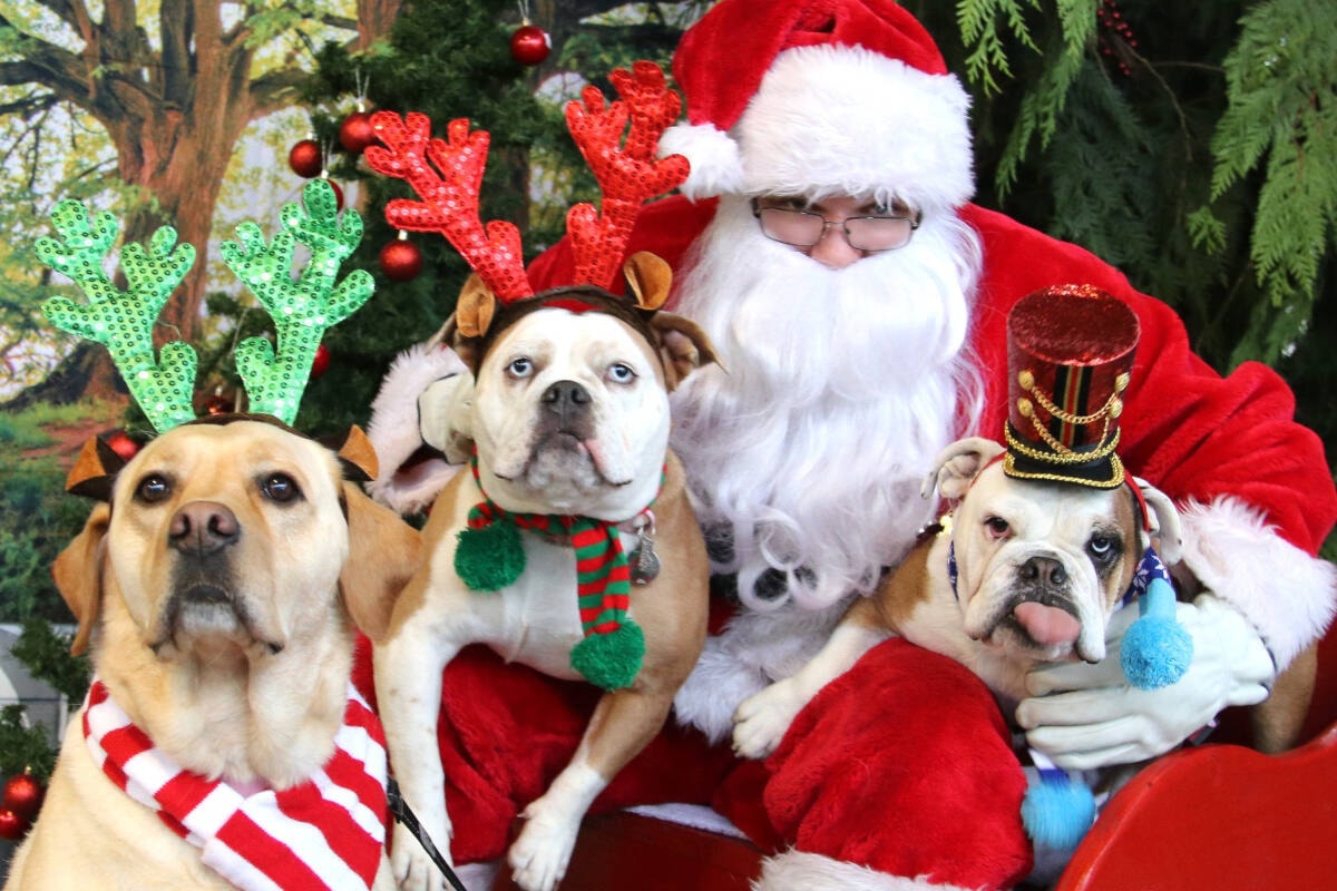 Maple Ridge’s pet photos with Santa gets tails wagging