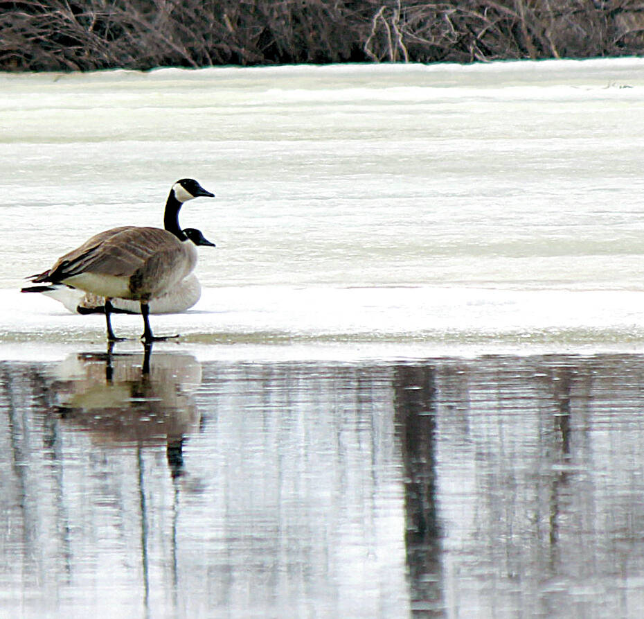 Some unusual avian behavior was noted in central Alberta s