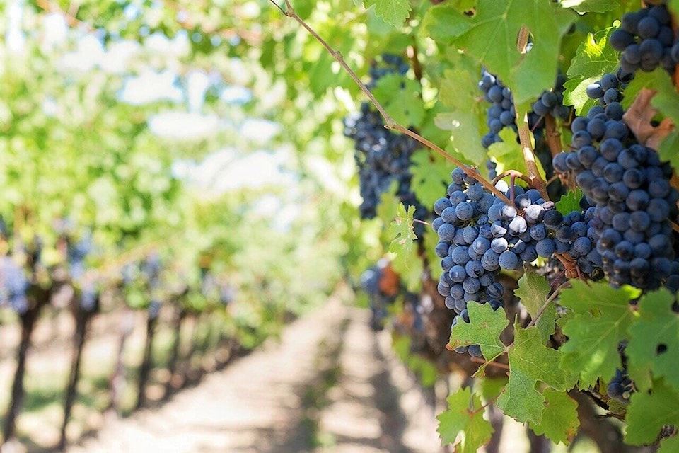 B.C. wine growers are forecasting significant losses, with crop yields cut by as much as 56 per cent, due to a severe cold snap that gripped the province in December 2022. (Pixabay.com) 