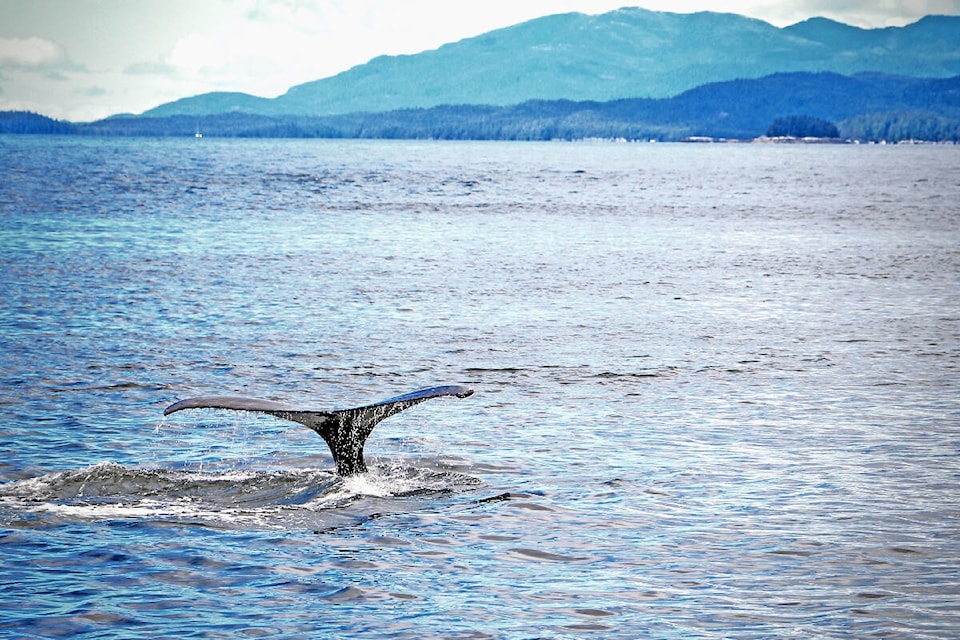 web1_humpback