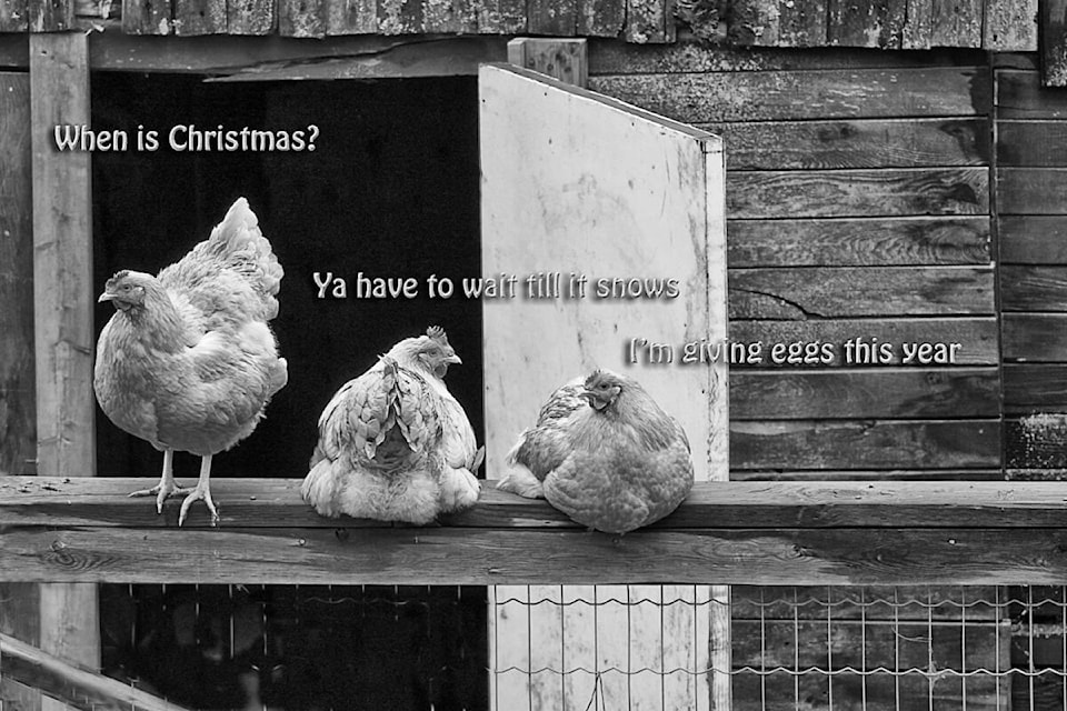 web1_rsz-chickens-planning-xmas