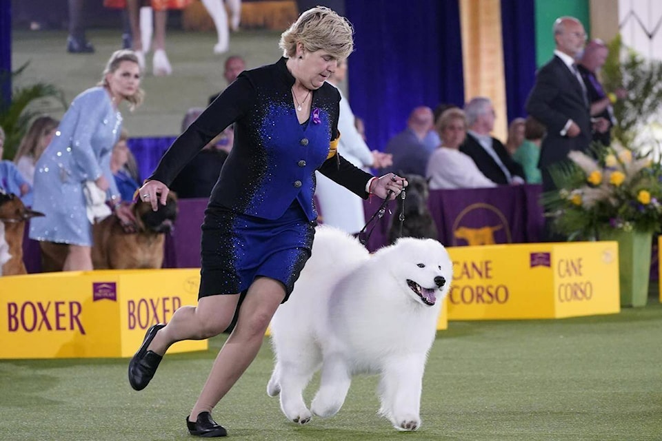 LETTER Island s ancient woolly dog that went extinct resembles a Samoyed Greater Victoria News