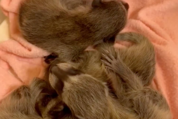 web1_230518-gng-raccoonbabiesneedhelp-fb_1