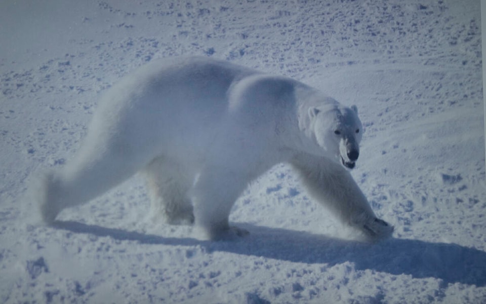 web1_230901-inu-polarbearresearch-_13