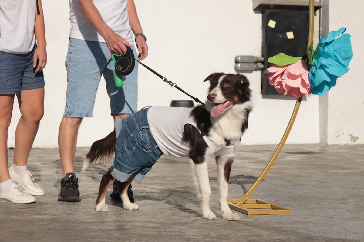 Dressed up dogs parade in new Vernon Winter Carnival event