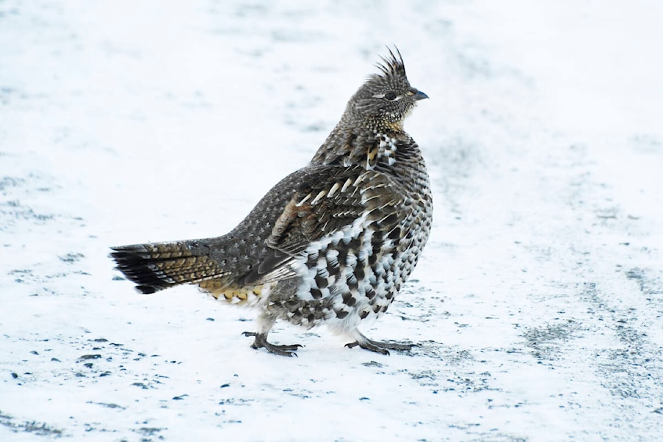 Three ruffed grouse were spotted in Watson Lake’s Christmas Bird Count this year. This particular feathered friend was snapped in B.C. in 2022. (Courtesy/Liz Twan) 