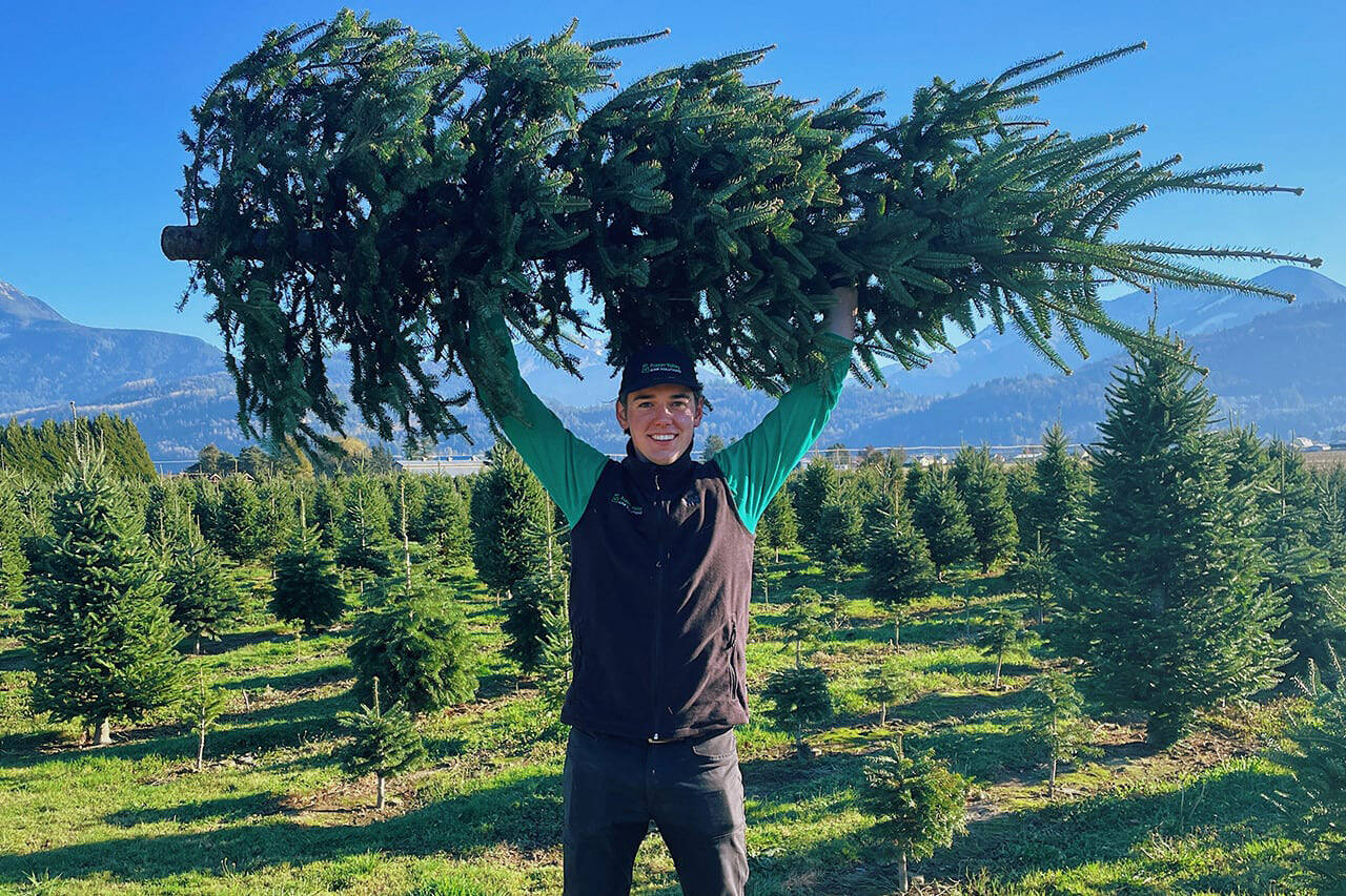 Christmas tree pickup fundraiser returns to Chilliwack, Abbotsford