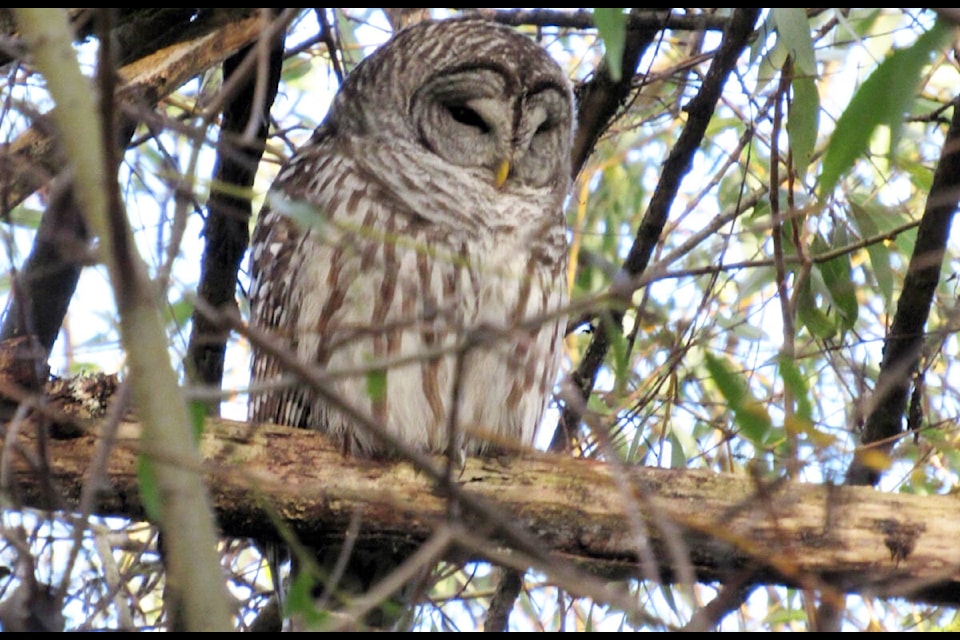 A barred owl enjoying a rest. (Photo by Bob Hay) 
