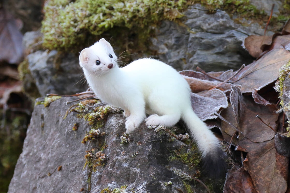 The Nature Nut - The Northern View