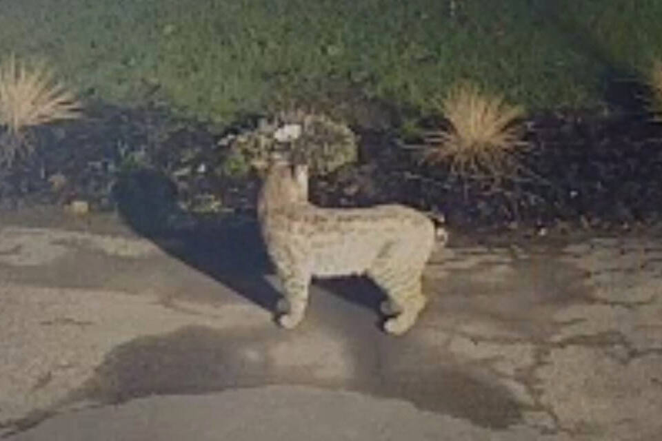 VIDEO Rooster evades bobcat attack in rural Vernon Vernon Morning Star