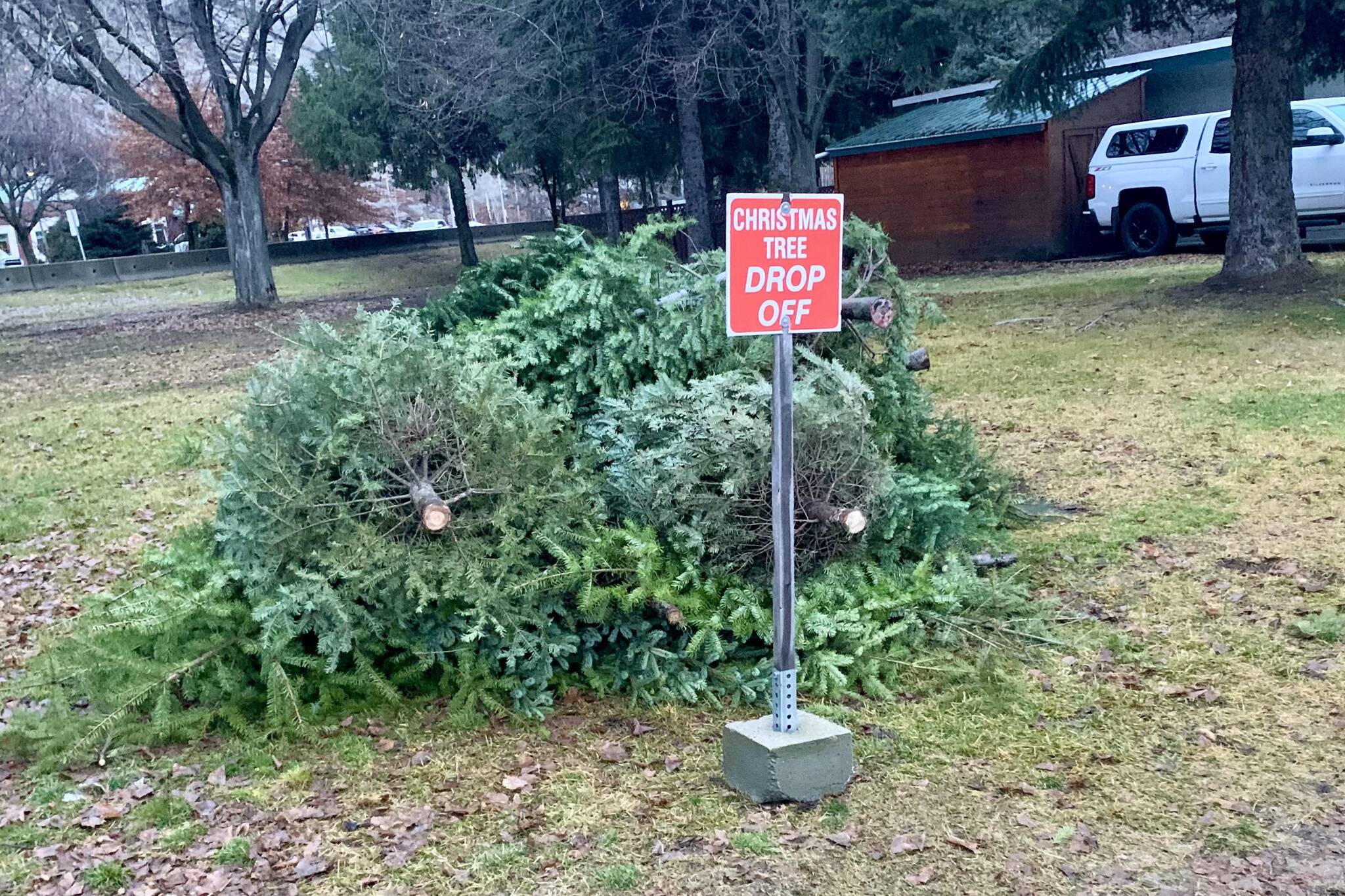 Christmas tree pick up in Trail Saturday, Jan. 20 Trail Times