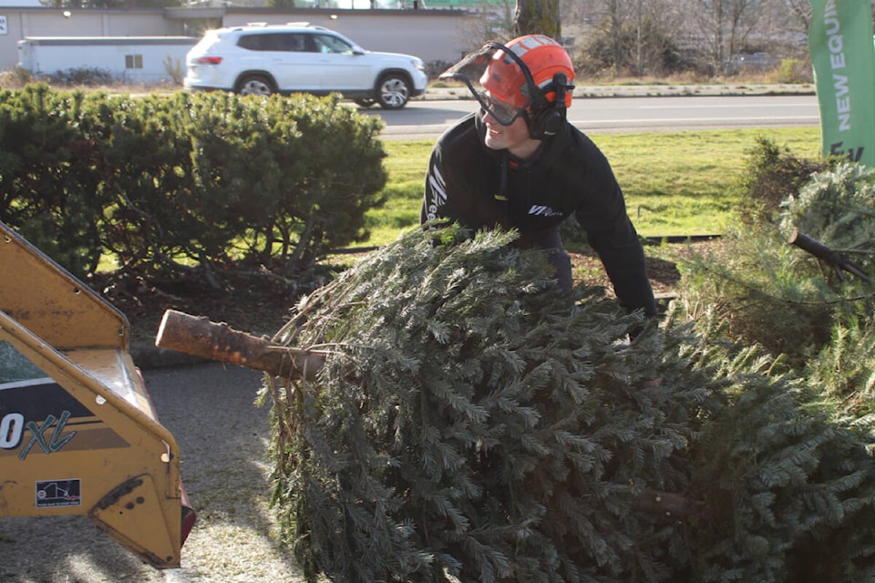 Christmas tree chipping offered in Nanaimo this weekend Nanaimo News