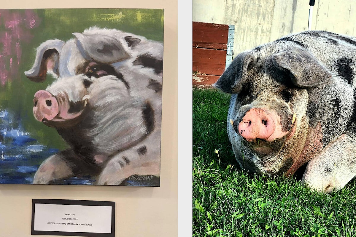 Le cochon de 1 100 lb préféré de Summerland a un portrait peint