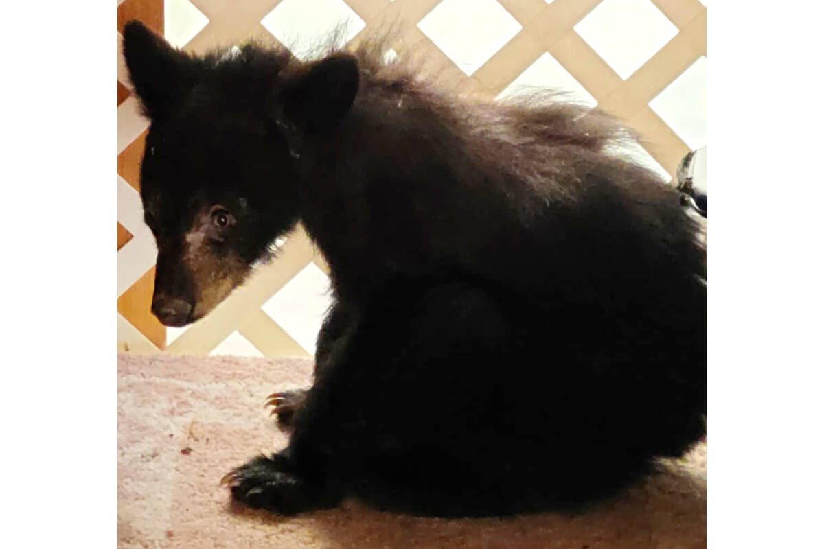 Cub caught in Quesnel kept in kind care Quesnel Cariboo Observer
