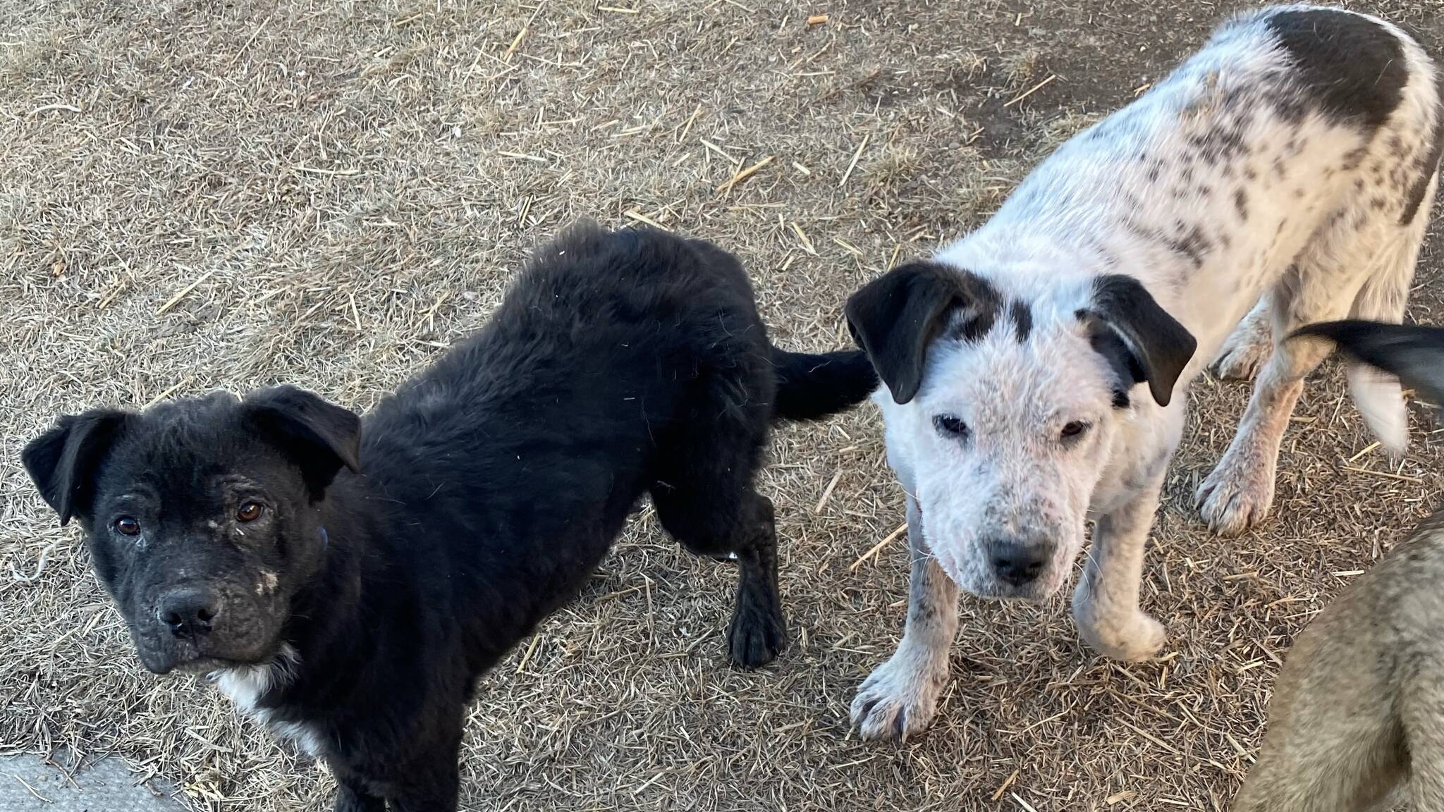 Alixbased animal rescue looking for volunteers Sylvan Lake News