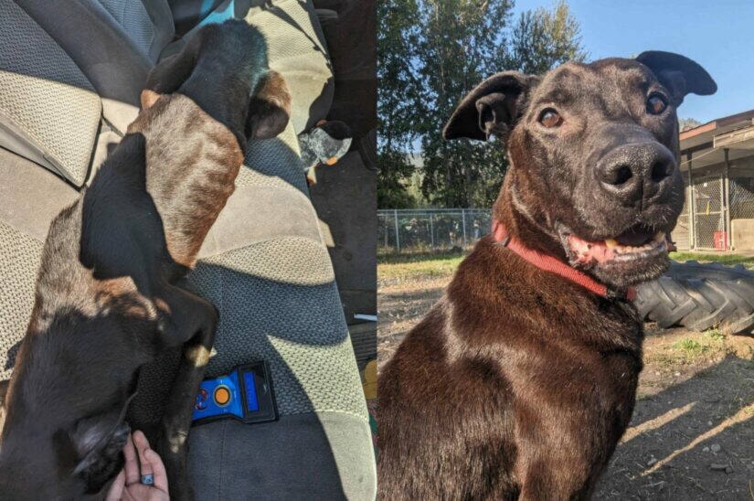 Fish after gaining 10 pounds from his emaciated state. (BC SPCA photo) 