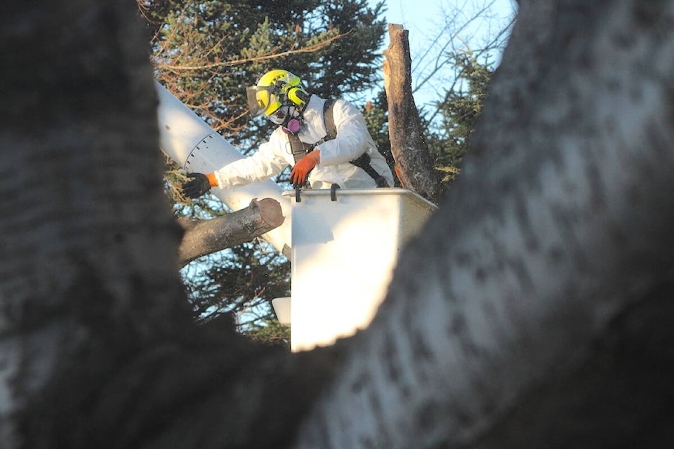 Crews cut down a Victoria tree on Jan. 11 that was dying after it was infected with Sooty Bark Disease. (Jake Romphf/News Staff) 
